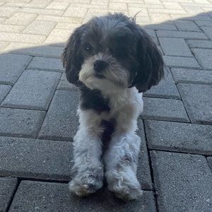 Meet your Posher, Maggie